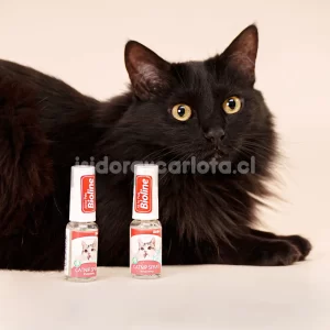 botella de spray de catnip para gatos