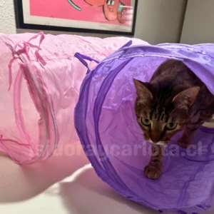 Túnel para gatos