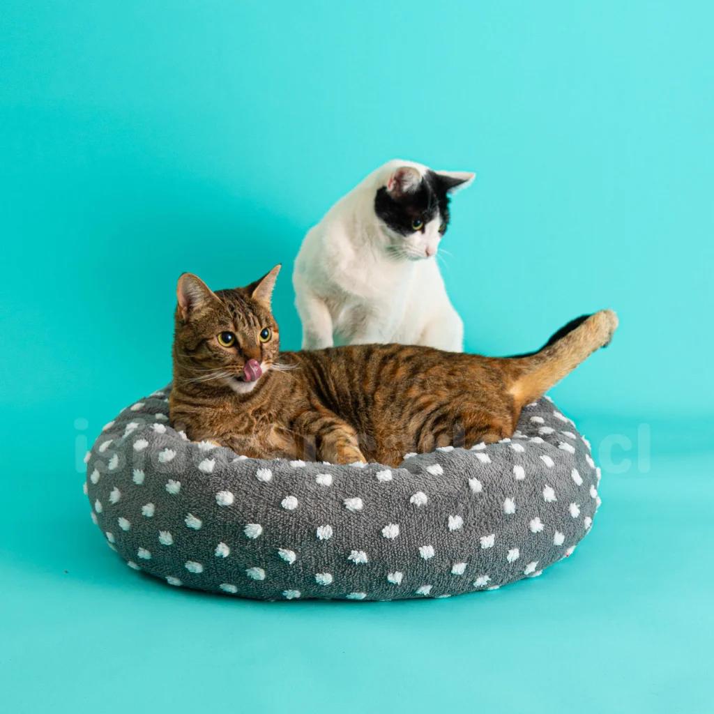 Cama para perros y gatos Chiporro Redonda