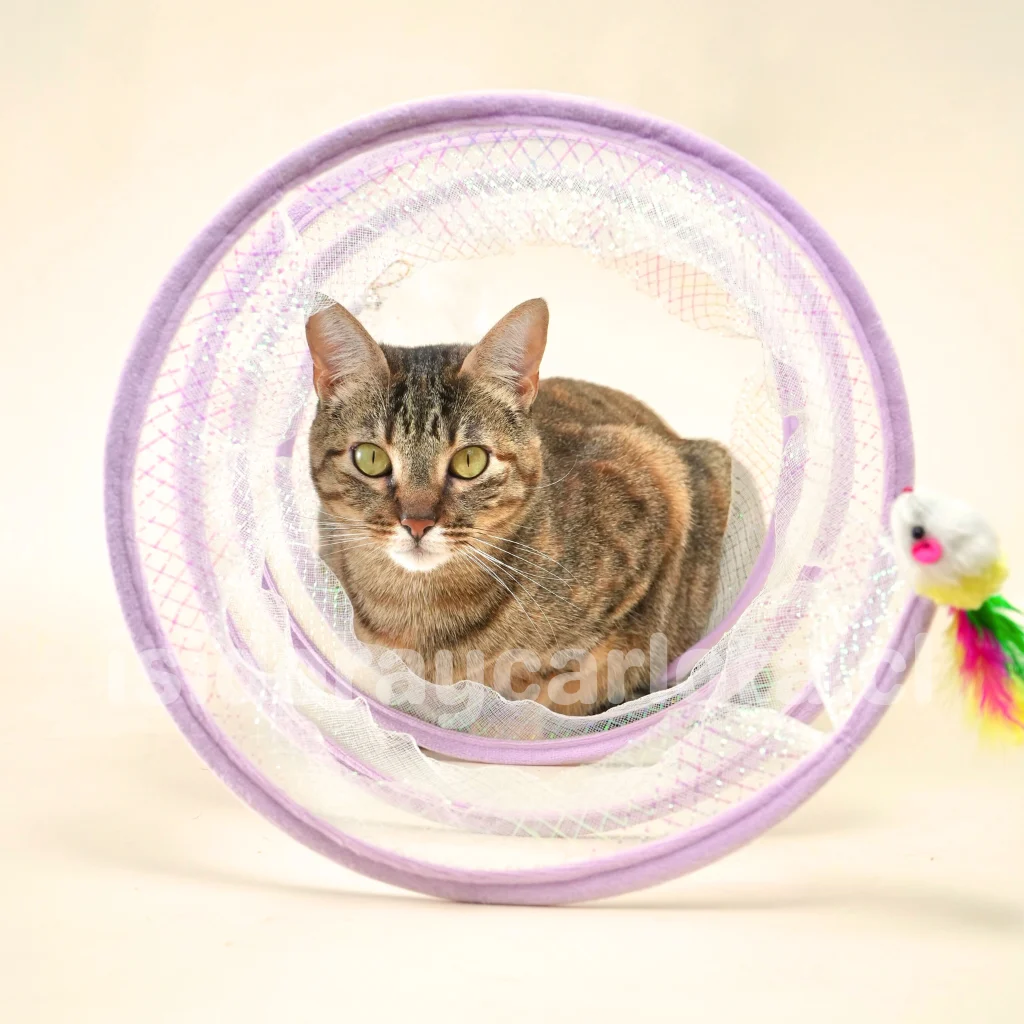 Túnel espiral para gatos