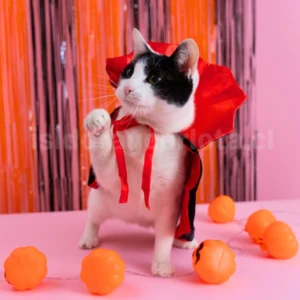 Disfraz halloween de Vampiro para gatos